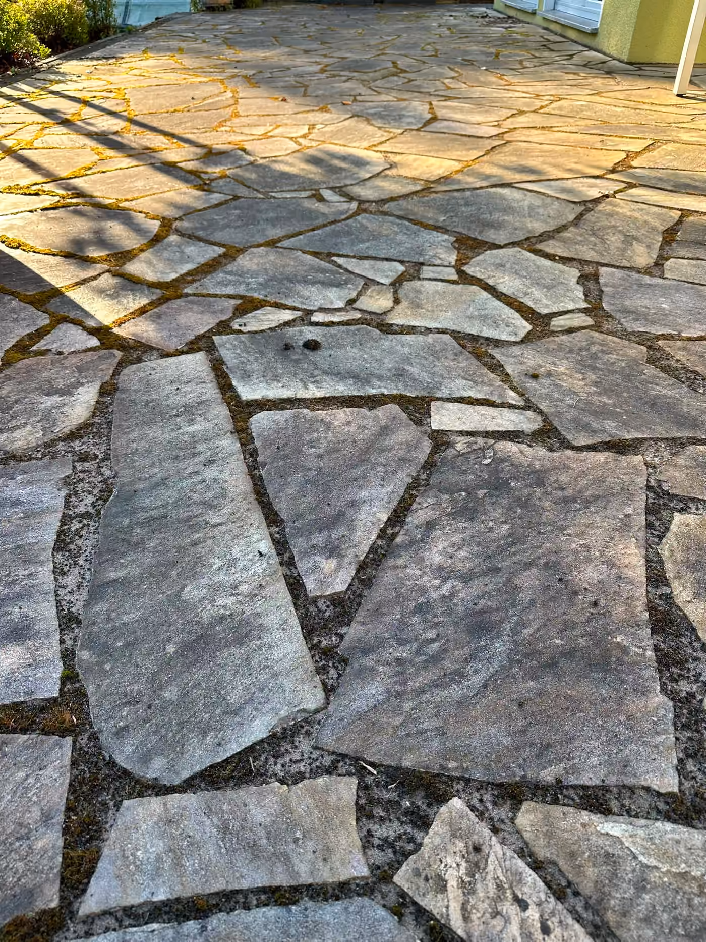 Algae-covered and mossy natural stone terrace made of polygonal slabs before cleaning